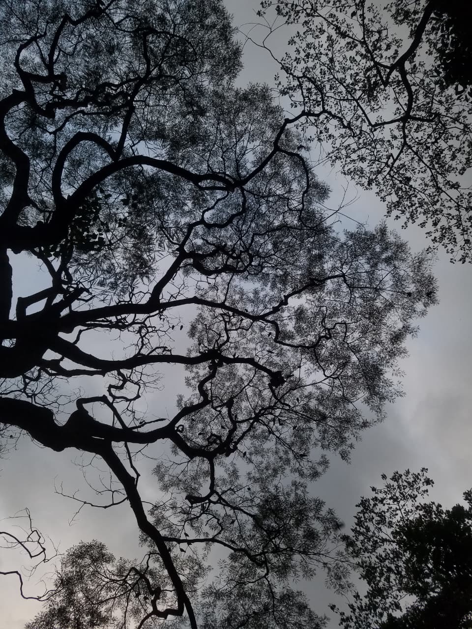 Silhouette of Branches